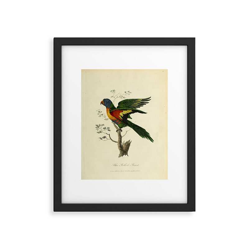 "Blue Bellied Parrot" by Sarah Stone, 1790 Framed Art Print