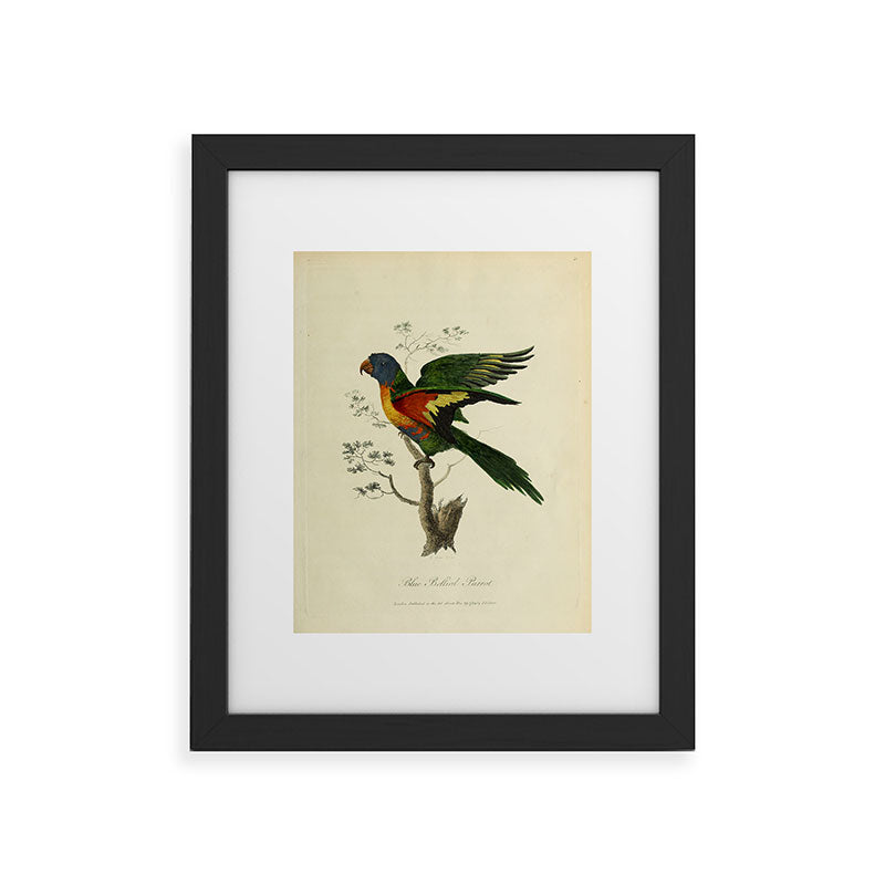 "Blue Bellied Parrot" by Sarah Stone, 1790 Framed Art Print