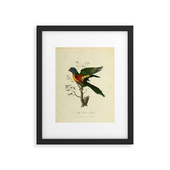"Blue Bellied Parrot" by Sarah Stone, 1790 Framed Art Print