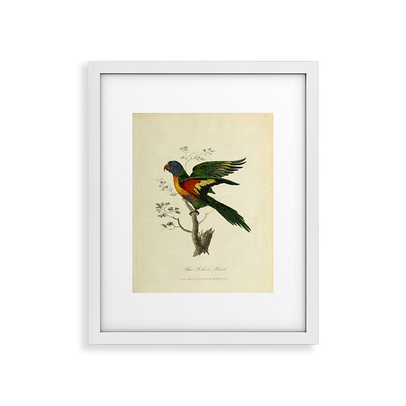 "Blue Bellied Parrot" by Sarah Stone, 1790 Framed Art Print