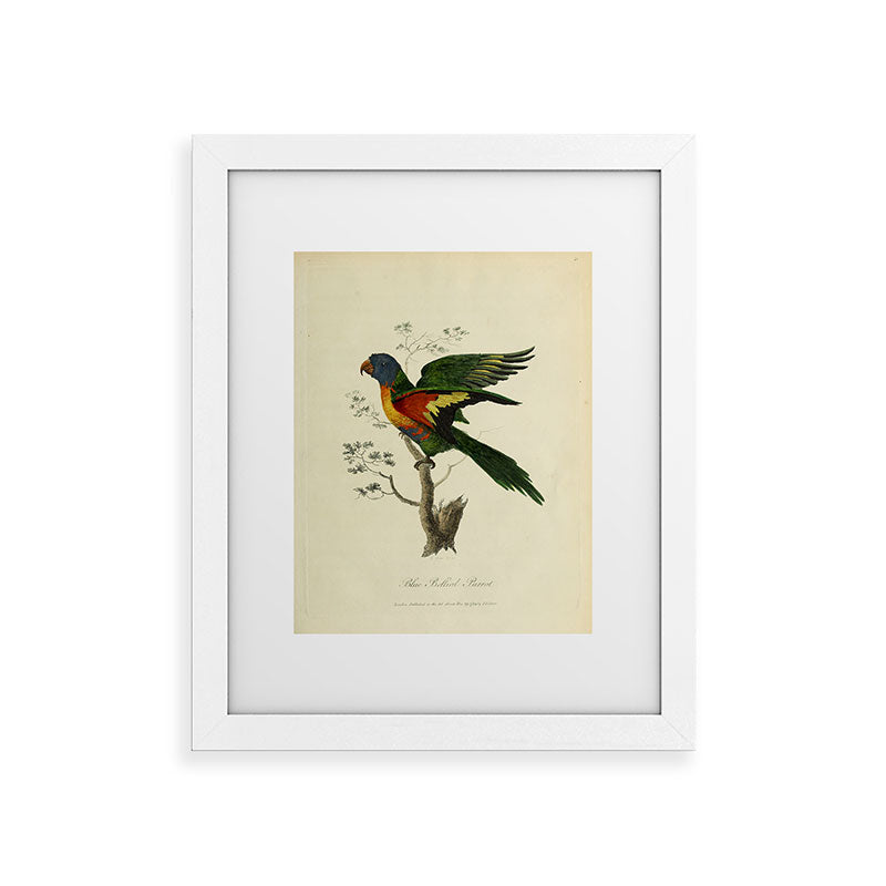 "Blue Bellied Parrot" by Sarah Stone, 1790 Framed Art Print