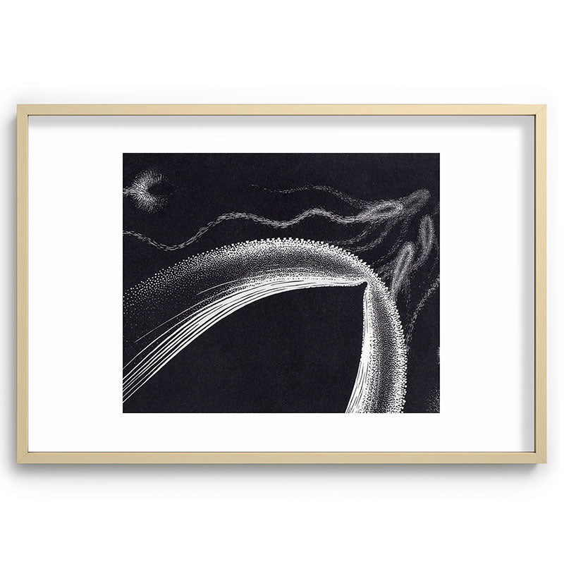 "Dolphins" by M.C. Escher Framed Art Print