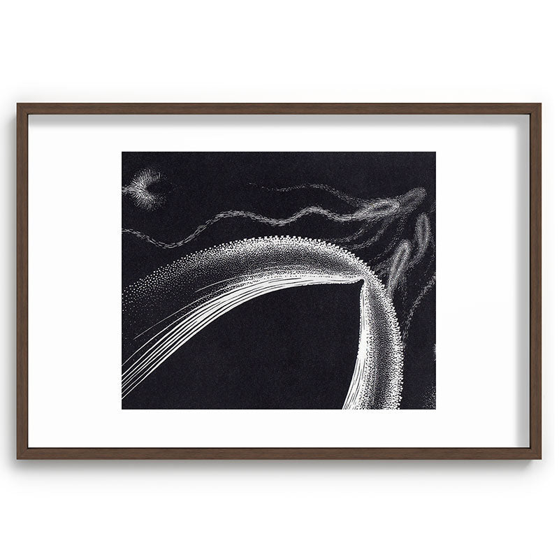 "Dolphins" by M.C. Escher Framed Art Print