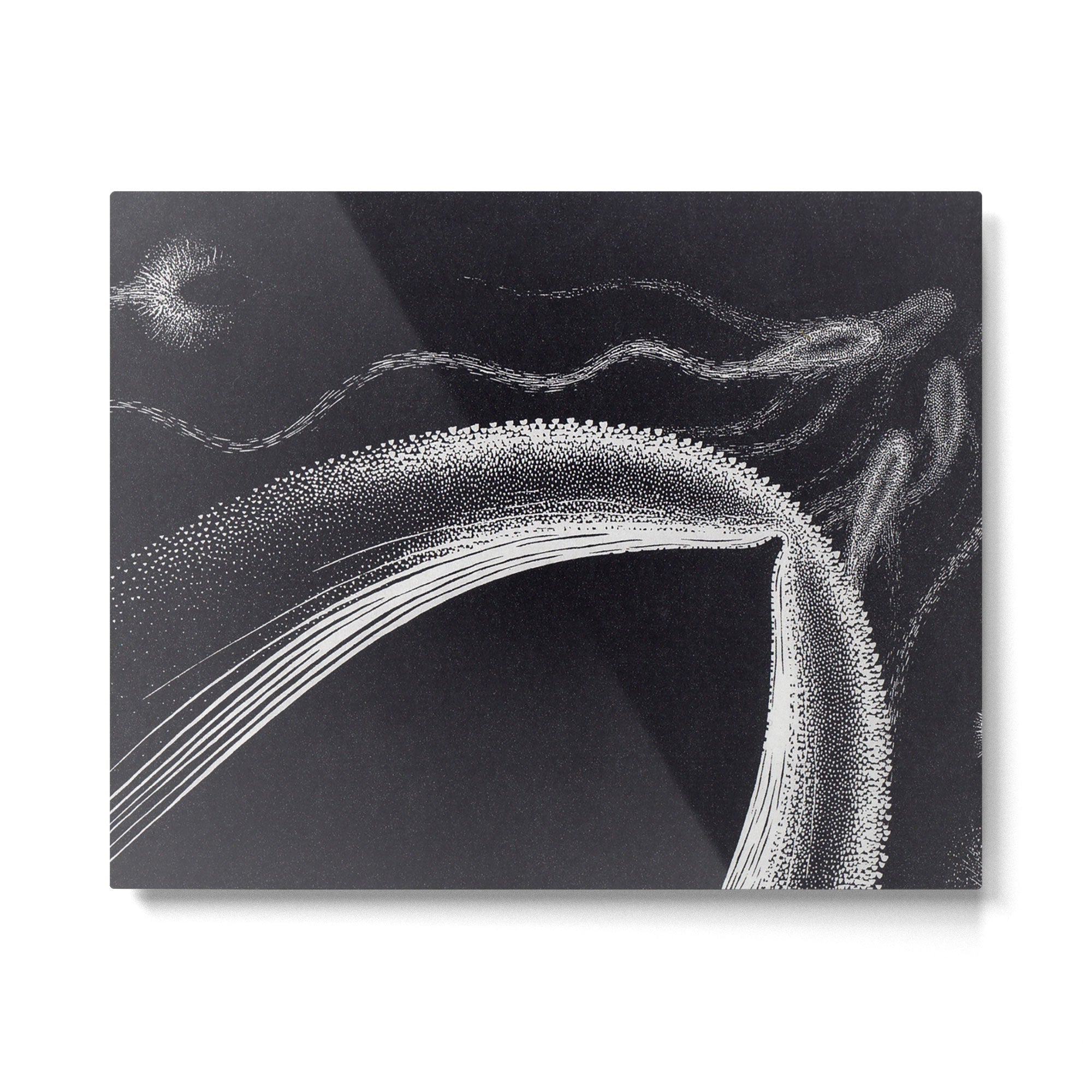 "Dolphins" by M.C. Escher Metal Print