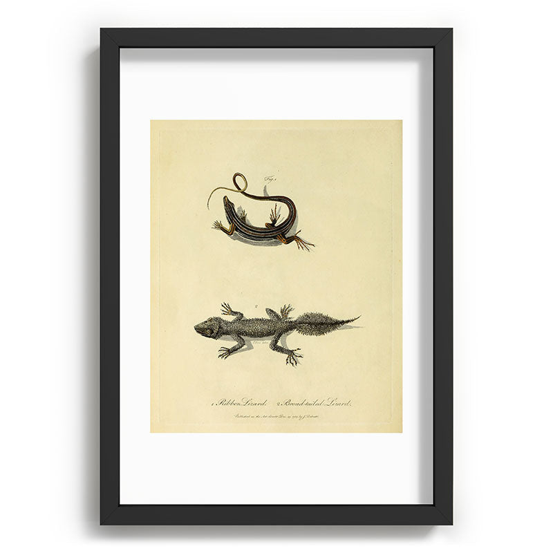 "Ribbon Lizard and Broad-Tailed Lizard" by Sarah Stone, 1790 Framed Art Print