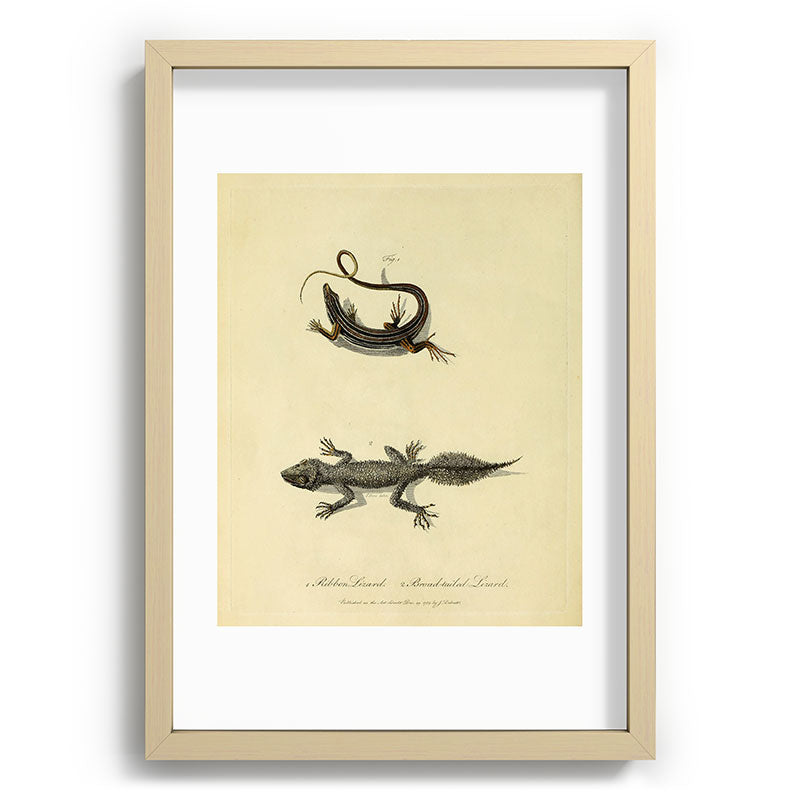 "Ribbon Lizard and Broad-Tailed Lizard" by Sarah Stone, 1790 Framed Art Print