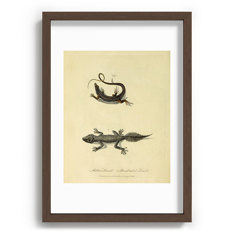 "Ribbon Lizard and Broad-Tailed Lizard" by Sarah Stone, 1790 Framed Art Print