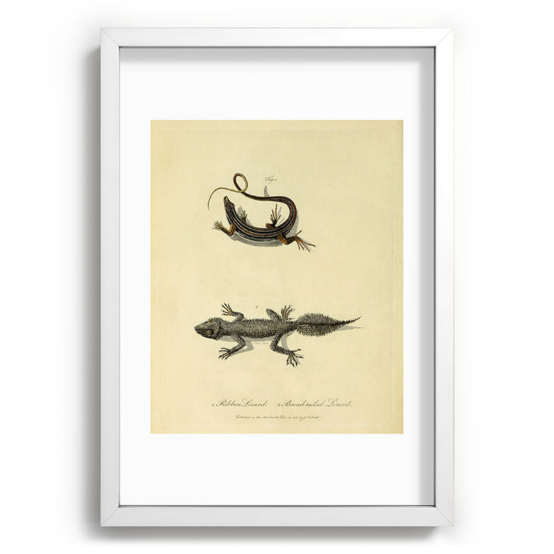 "Ribbon Lizard and Broad-Tailed Lizard" by Sarah Stone, 1790 Framed Art Print