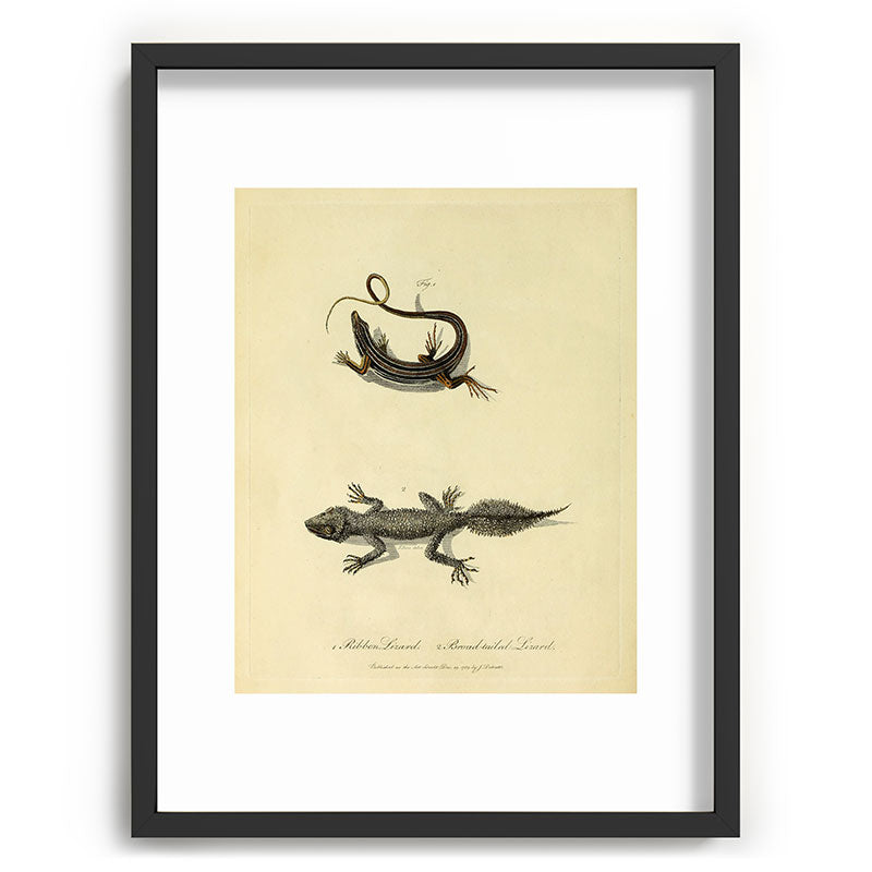 "Ribbon Lizard and Broad-Tailed Lizard" by Sarah Stone, 1790 Framed Art Print