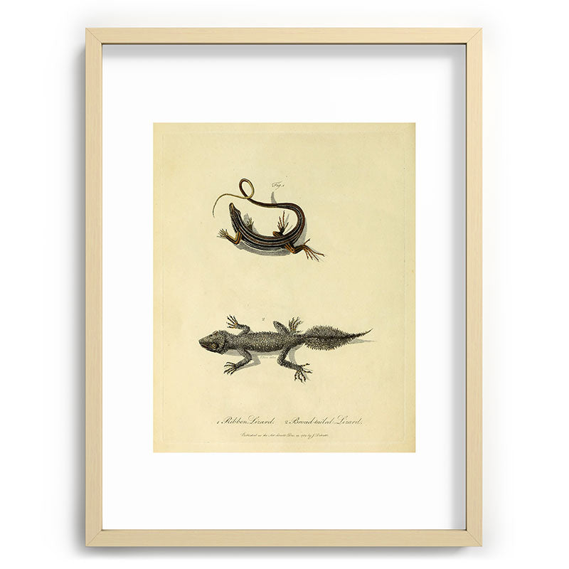"Ribbon Lizard and Broad-Tailed Lizard" by Sarah Stone, 1790 Framed Art Print