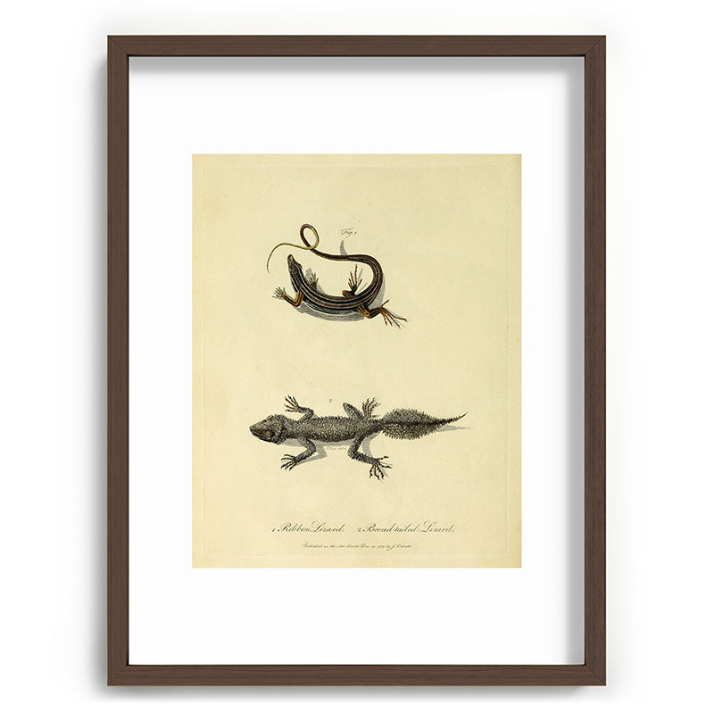 "Ribbon Lizard and Broad-Tailed Lizard" by Sarah Stone, 1790 Framed Art Print
