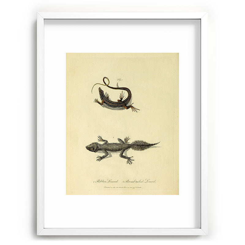 "Ribbon Lizard and Broad-Tailed Lizard" by Sarah Stone, 1790 Framed Art Print