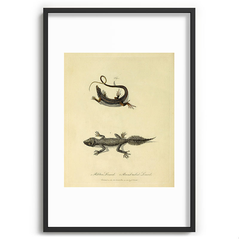 "Ribbon Lizard and Broad-Tailed Lizard" by Sarah Stone, 1790 Framed Art Print