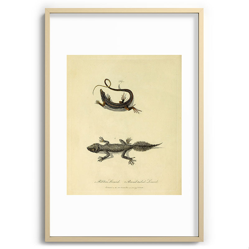 "Ribbon Lizard and Broad-Tailed Lizard" by Sarah Stone, 1790 Framed Art Print