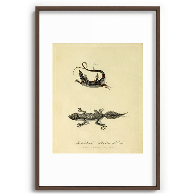 "Ribbon Lizard and Broad-Tailed Lizard" by Sarah Stone, 1790 Framed Art Print