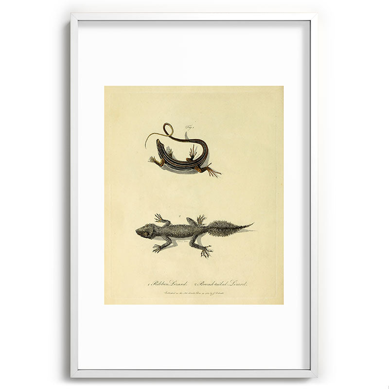 "Ribbon Lizard and Broad-Tailed Lizard" by Sarah Stone, 1790 Framed Art Print
