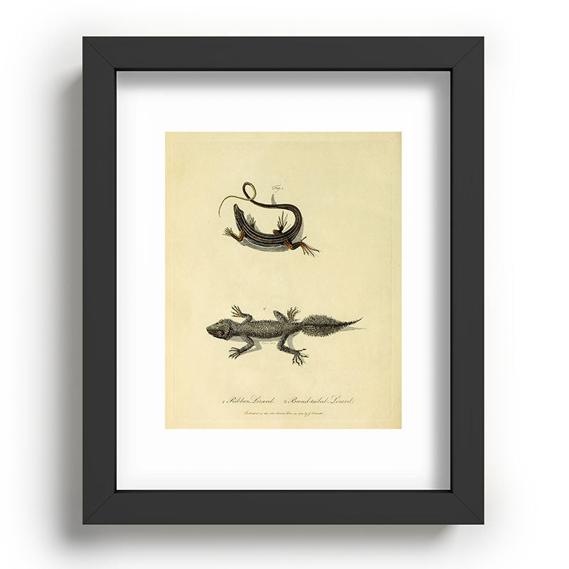"Ribbon Lizard and Broad-Tailed Lizard" by Sarah Stone, 1790 Framed Art Print