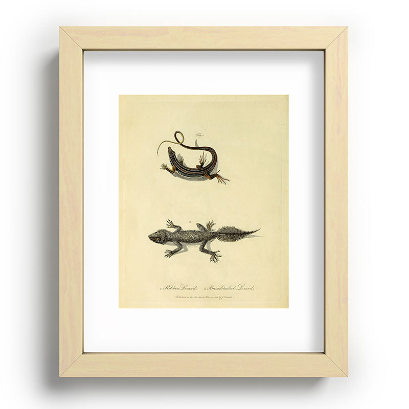 "Ribbon Lizard and Broad-Tailed Lizard" by Sarah Stone, 1790 Framed Art Print