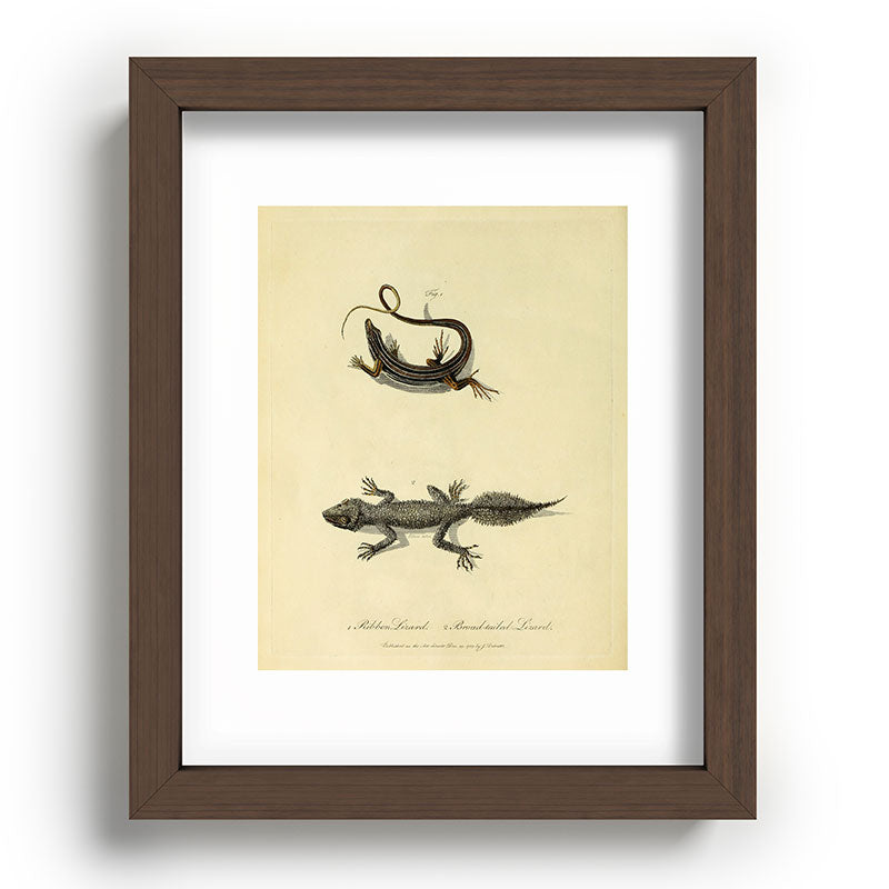 "Ribbon Lizard and Broad-Tailed Lizard" by Sarah Stone, 1790 Framed Art Print