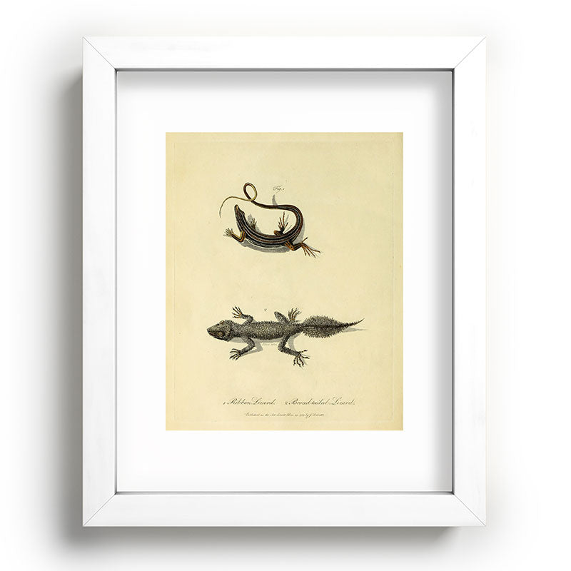 "Ribbon Lizard and Broad-Tailed Lizard" by Sarah Stone, 1790 Framed Art Print