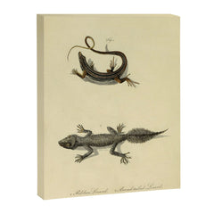 "Ribbon Lizard and Broad-Tailed Lizard" by Sarah Stone, 1790 Canvas Print