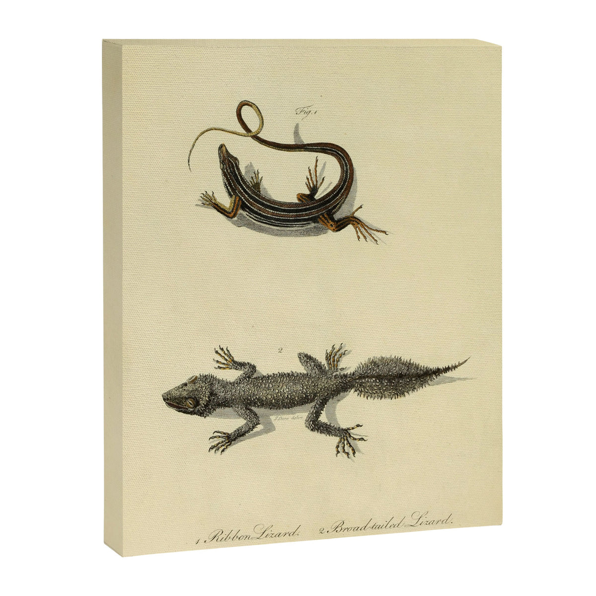 "Ribbon Lizard and Broad-Tailed Lizard" by Sarah Stone, 1790 Canvas Print