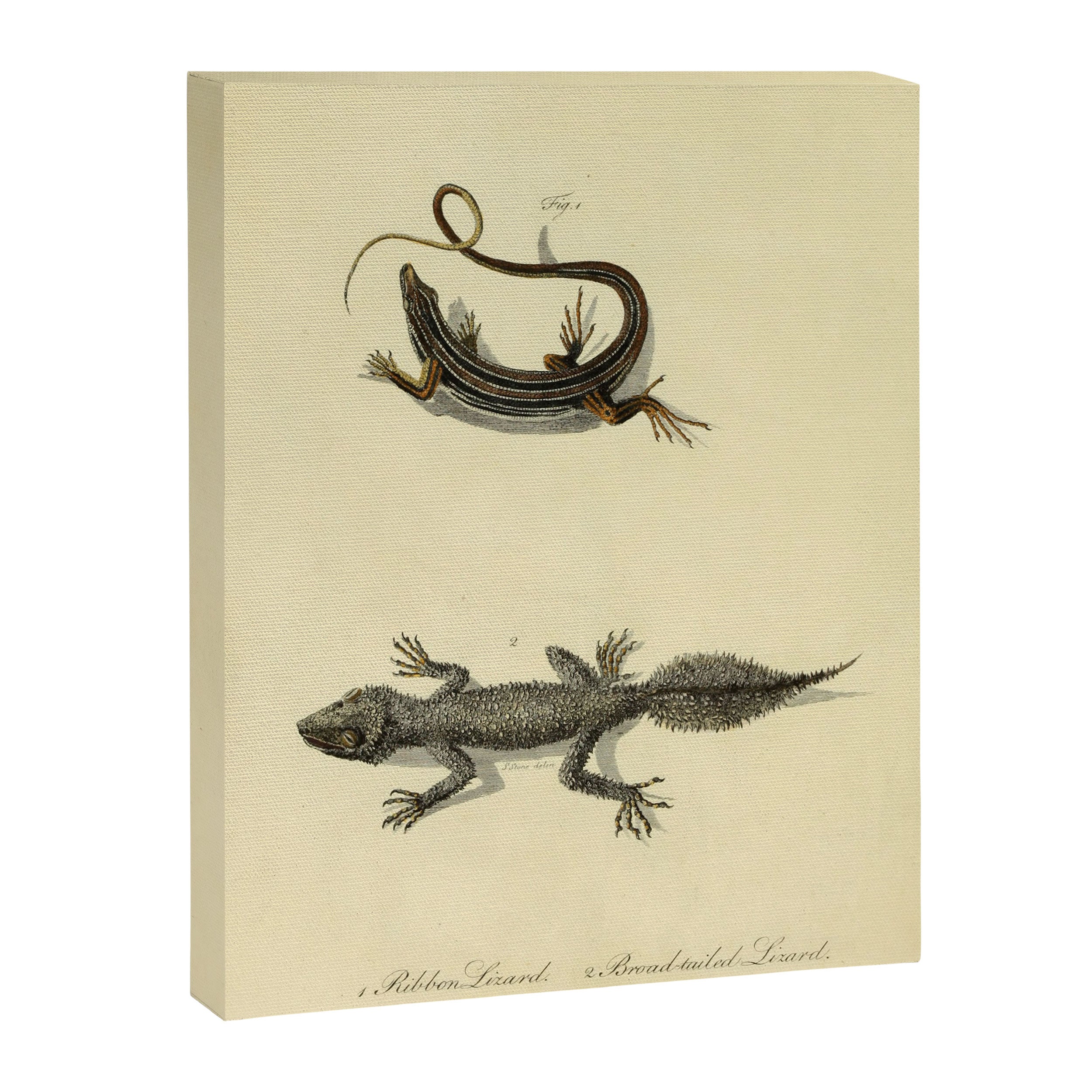 "Ribbon Lizard and Broad-Tailed Lizard" by Sarah Stone, 1790 Canvas Print