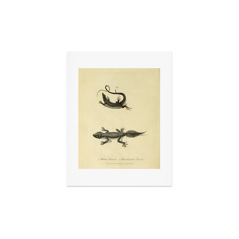 "Ribbon Lizard and Broad-Tailed Lizard" by Sarah Stone, 1790 Art Print