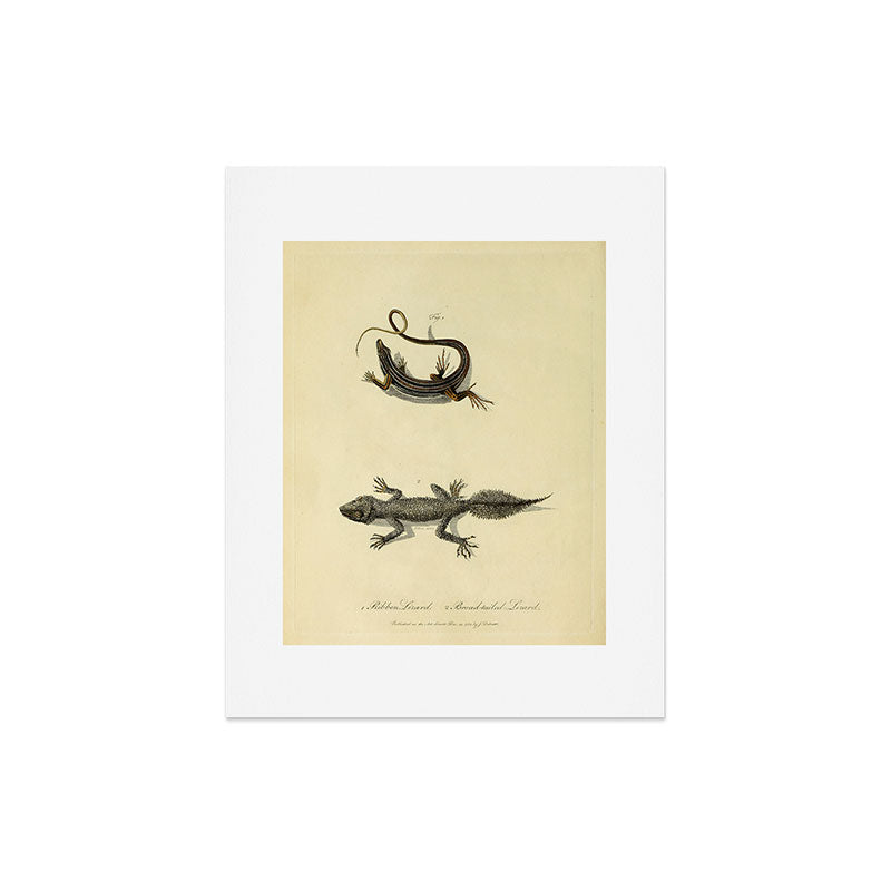 "Ribbon Lizard and Broad-Tailed Lizard" by Sarah Stone, 1790 Art Print