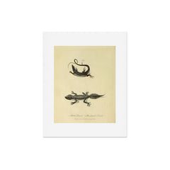"Ribbon Lizard and Broad-Tailed Lizard" by Sarah Stone, 1790 Art Print