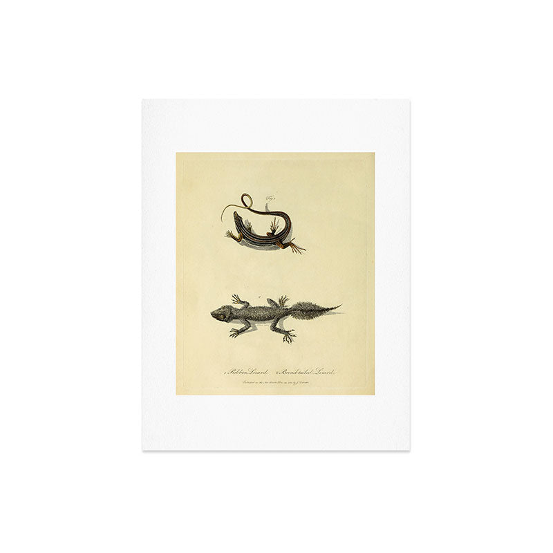 "Ribbon Lizard and Broad-Tailed Lizard" by Sarah Stone, 1790 Art Print