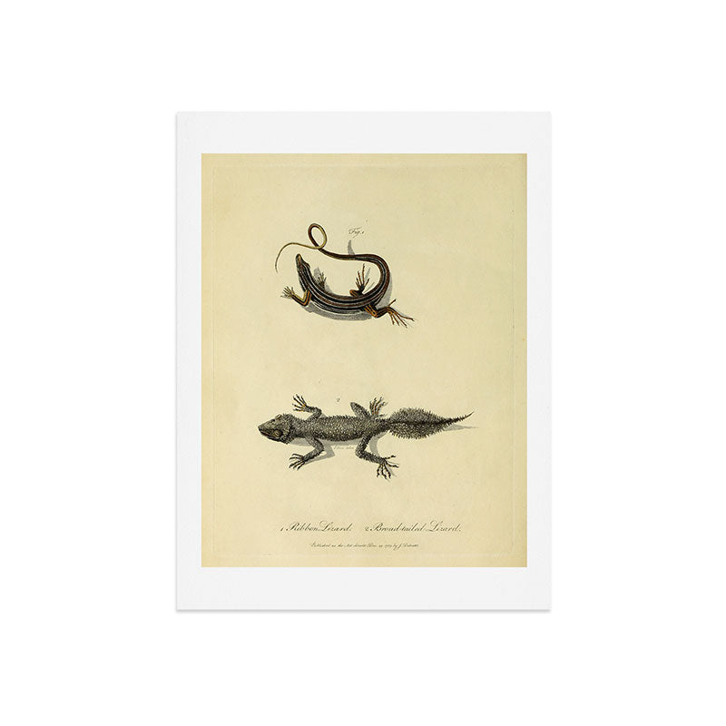 "Ribbon Lizard and Broad-Tailed Lizard" by Sarah Stone, 1790 Art Print