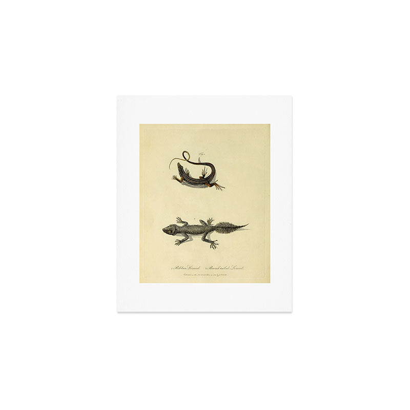 "Ribbon Lizard and Broad-Tailed Lizard" by Sarah Stone, 1790 Art Print