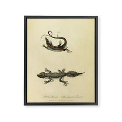 "Ribbon Lizard and Broad-Tailed Lizard" by Sarah Stone, 1790 Framed Canvas Print