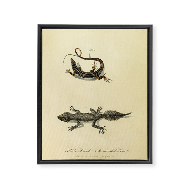 "Ribbon Lizard and Broad-Tailed Lizard" by Sarah Stone, 1790 Framed Canvas Print