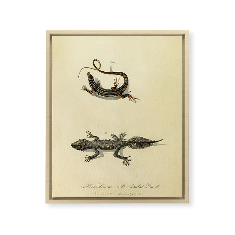 "Ribbon Lizard and Broad-Tailed Lizard" by Sarah Stone, 1790 Framed Canvas Print