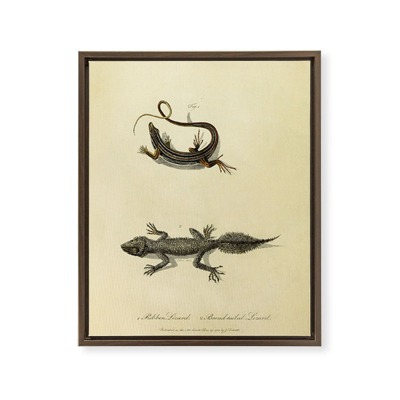 "Ribbon Lizard and Broad-Tailed Lizard" by Sarah Stone, 1790 Framed Canvas Print