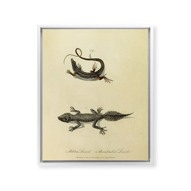 "Ribbon Lizard and Broad-Tailed Lizard" by Sarah Stone, 1790 Framed Canvas Print
