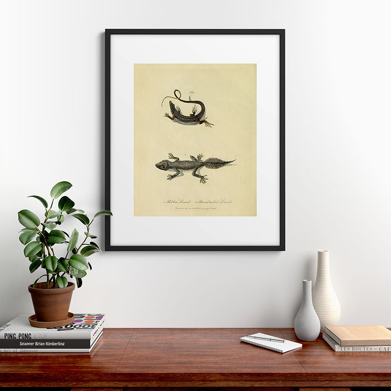 "Ribbon Lizard and Broad-Tailed Lizard" by Sarah Stone, 1790 Framed Art Print