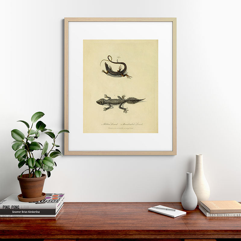 "Ribbon Lizard and Broad-Tailed Lizard" by Sarah Stone, 1790 Framed Art Print