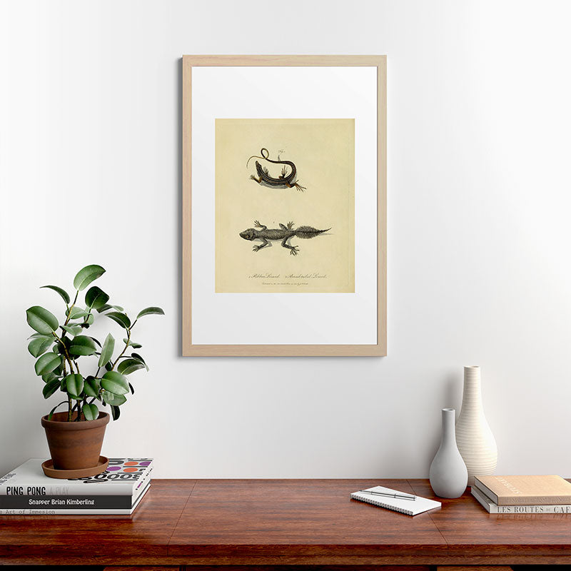 "Ribbon Lizard and Broad-Tailed Lizard" by Sarah Stone, 1790 Framed Art Print