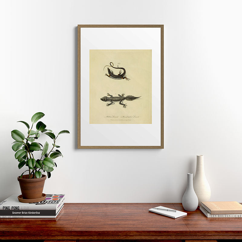 "Ribbon Lizard and Broad-Tailed Lizard" by Sarah Stone, 1790 Framed Art Print