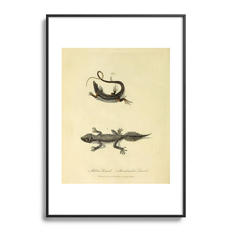 "Ribbon Lizard and Broad-Tailed Lizard" by Sarah Stone, 1790 Framed Art Print