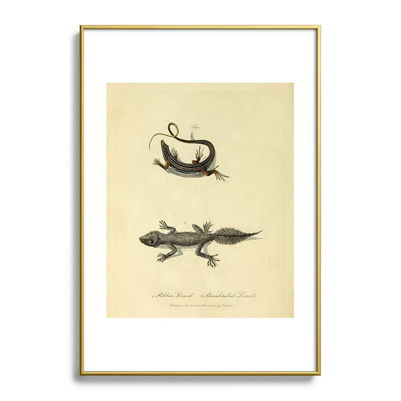 "Ribbon Lizard and Broad-Tailed Lizard" by Sarah Stone, 1790 Framed Art Print
