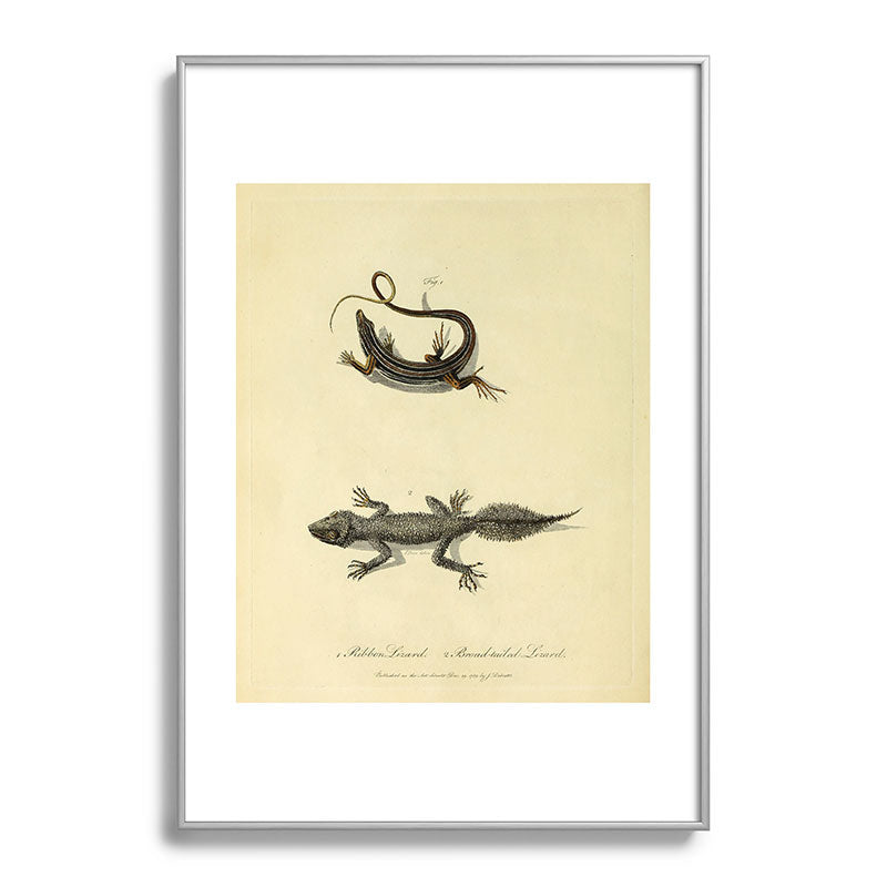 "Ribbon Lizard and Broad-Tailed Lizard" by Sarah Stone, 1790 Framed Art Print