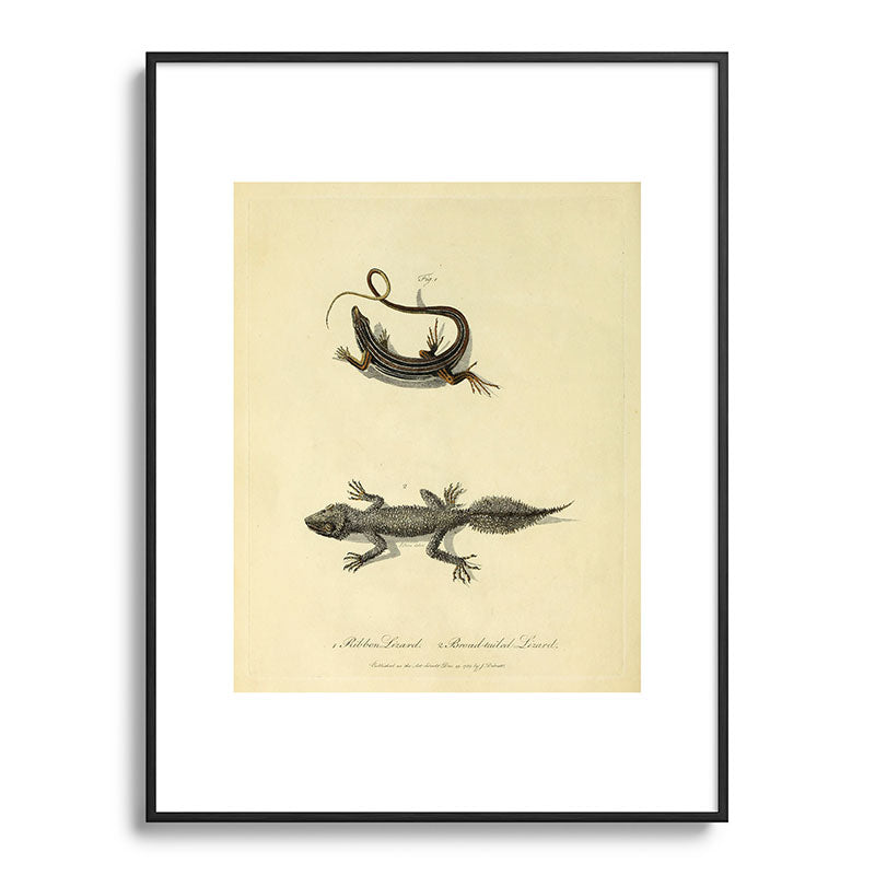 "Ribbon Lizard and Broad-Tailed Lizard" by Sarah Stone, 1790 Framed Art Print
