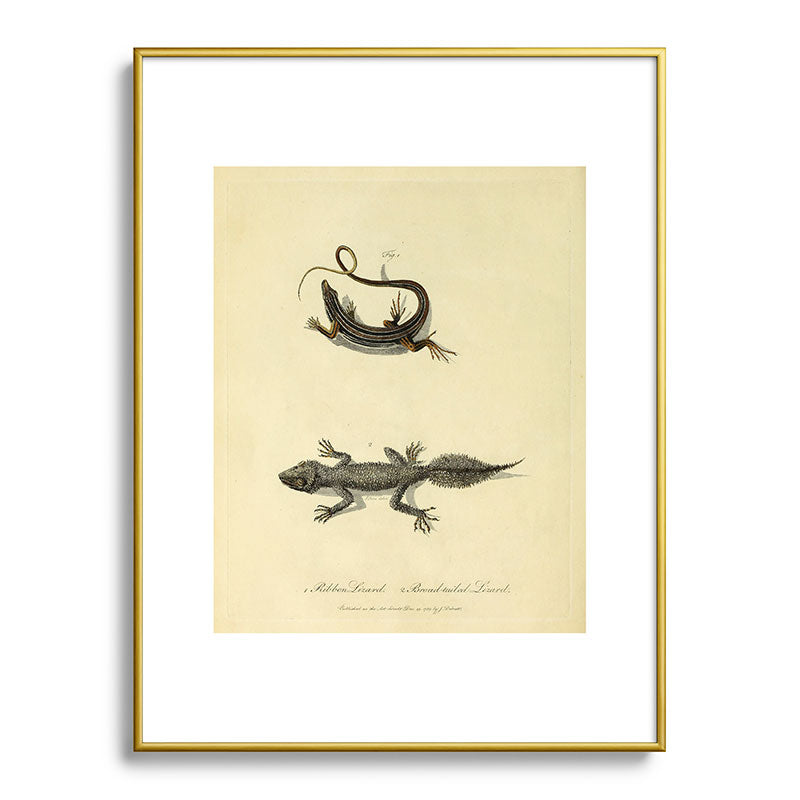 "Ribbon Lizard and Broad-Tailed Lizard" by Sarah Stone, 1790 Framed Art Print