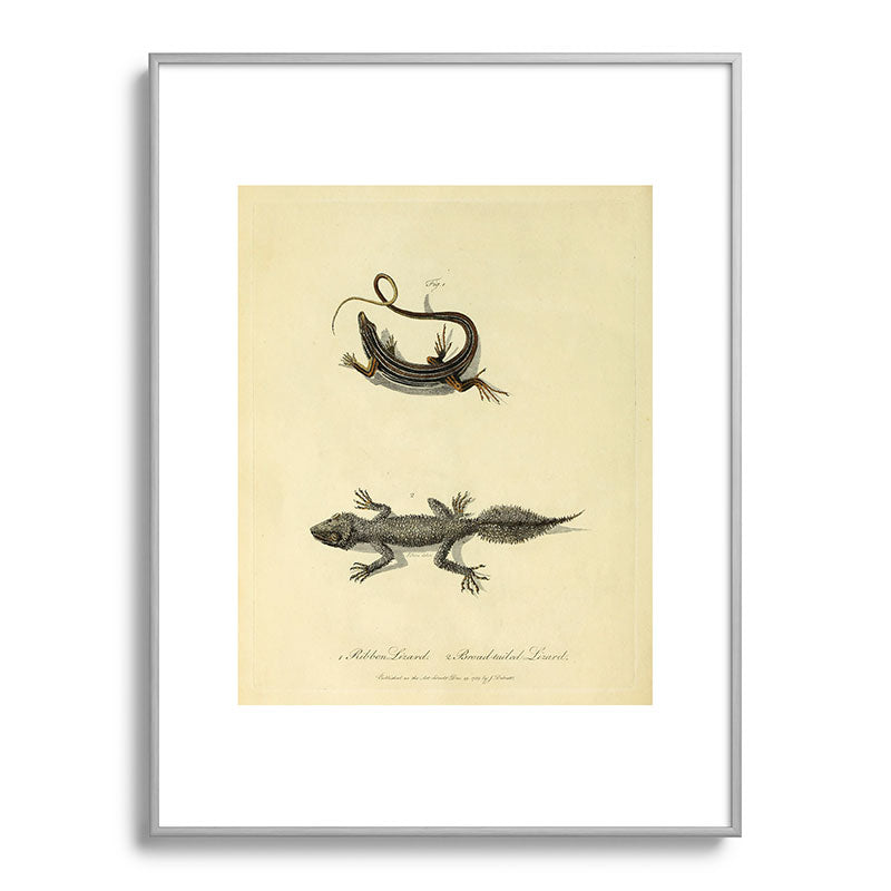"Ribbon Lizard and Broad-Tailed Lizard" by Sarah Stone, 1790 Framed Art Print