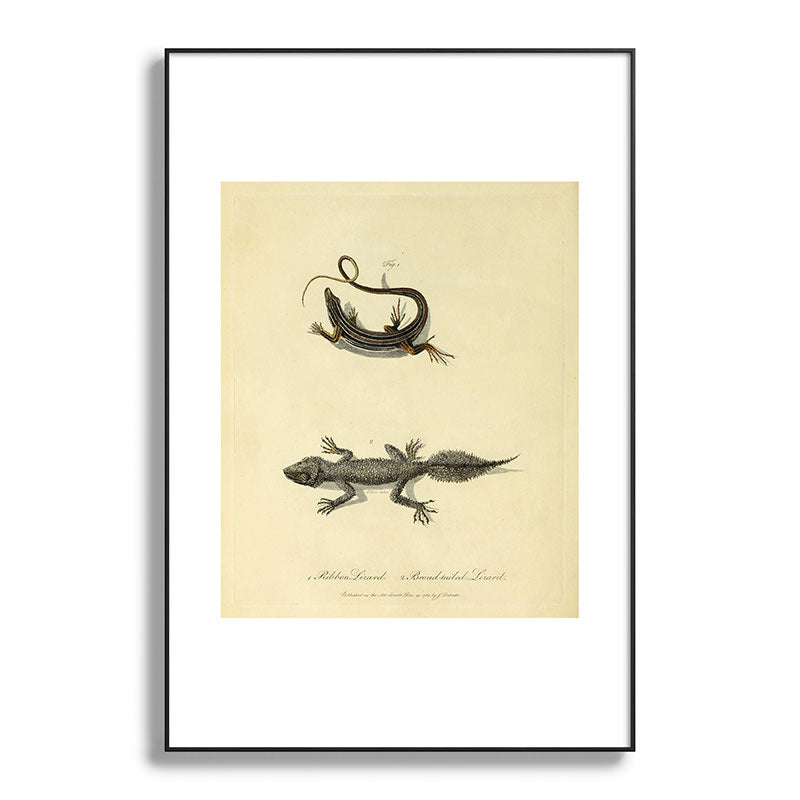 "Ribbon Lizard and Broad-Tailed Lizard" by Sarah Stone, 1790 Framed Art Print