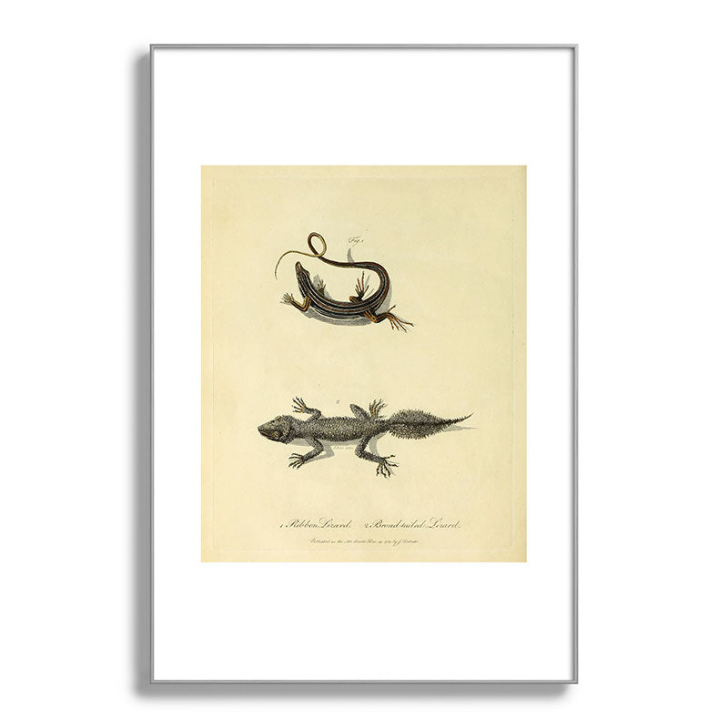 "Ribbon Lizard and Broad-Tailed Lizard" by Sarah Stone, 1790 Framed Art Print